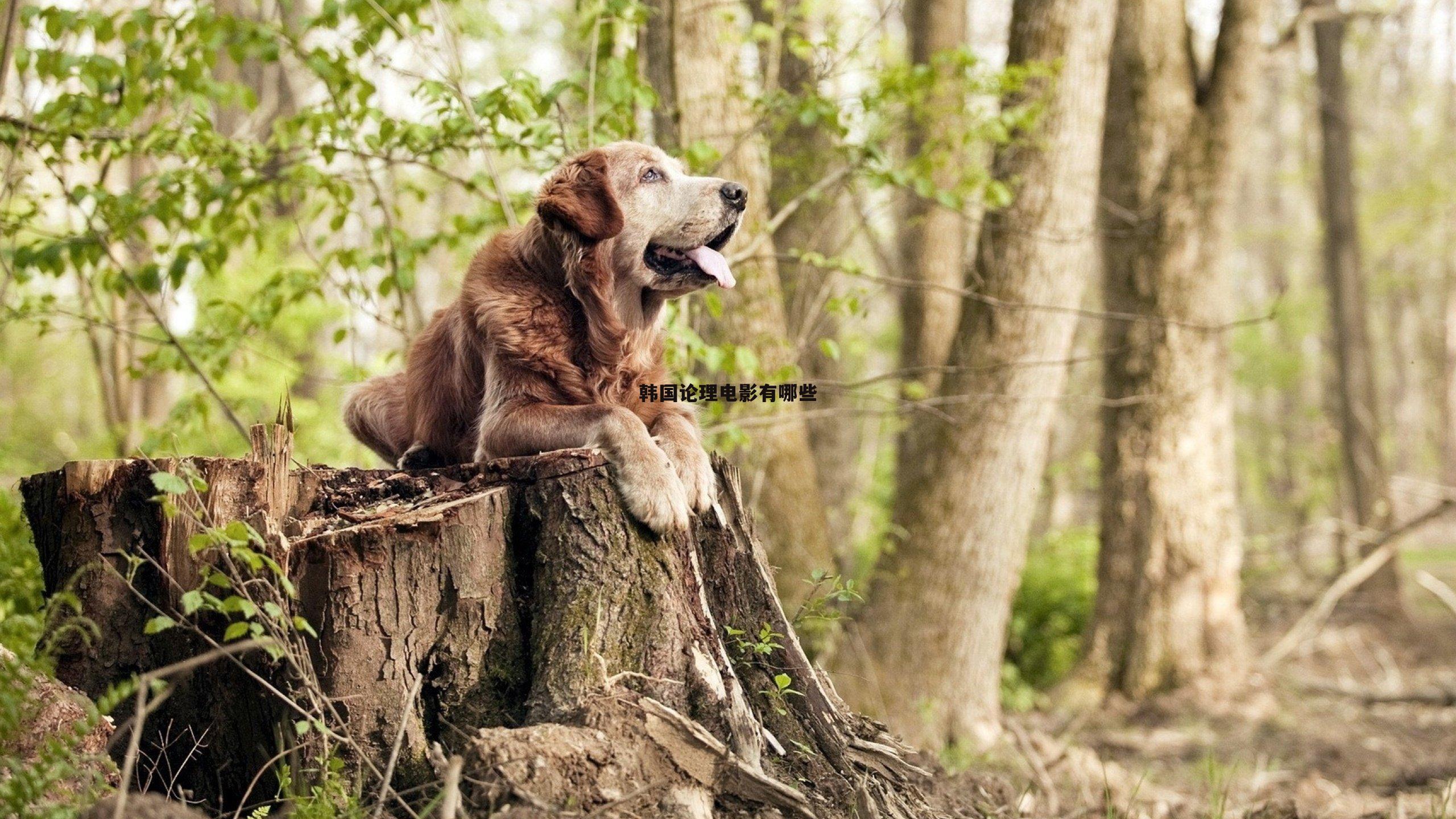 韩国论理电影有哪些